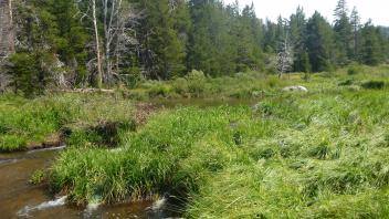 Lower Transect Channel (upstream)