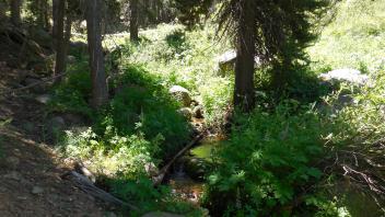 Lower Transect Channel (upstream)