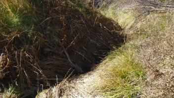 Lower Transect Channel 1 (downstream)