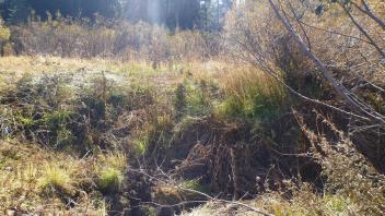 Lower Transect Channel 1 Overview