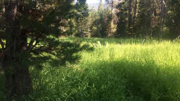 Lower Transect Channel 2 (downstream)