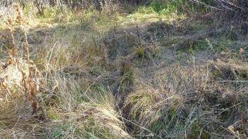 Lower Transect Channel 2 (upstream)