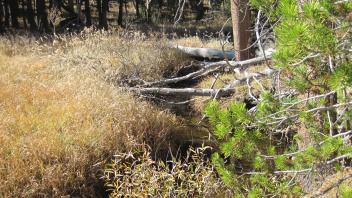 Lower Transect Downstream