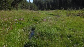 Lower Transect Downstream