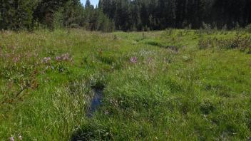 Lower Transect Downstream