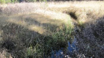 Lower Transect Downstream