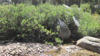 Lower Transect Left to Right Channel Across