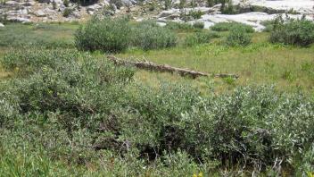 Lower Transect Left to Right Channel Across