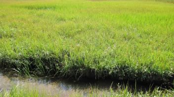 Lower Transect Left to Right Channel Across