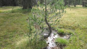Lower Transect Left to Right Downstream