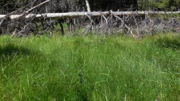 Lower Transect Left to Right Overview