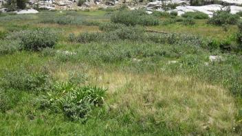 Lower Transect Left to Right Overview