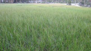 Lower Transect Left to Right Overview