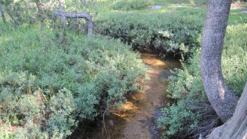 Lower Transect Left to Right Upstream