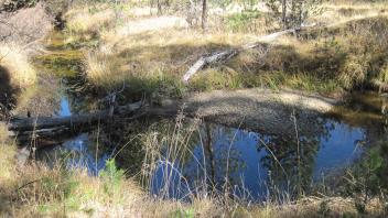 Lower Transect Overview (left to right)
