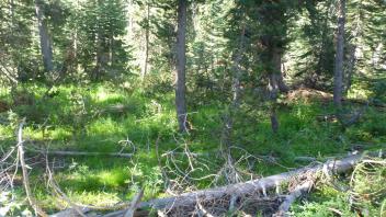 Lower Transect Overview (left to right)
