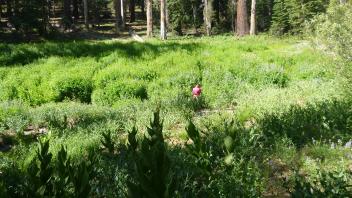 Lower Transect Overview (left to right)