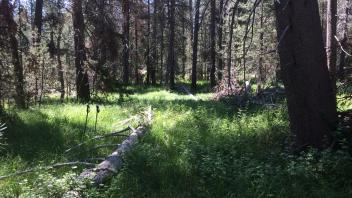 Lower Transect Overview (left to right)