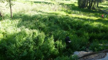 Lower Transect Overview (right to left)