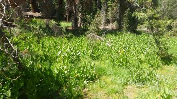 Lower Transect Overview (right to left)