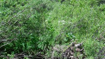 Lower Transect Overview (right to left)