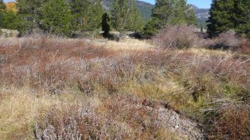 Lower Transect Overview (right to left)