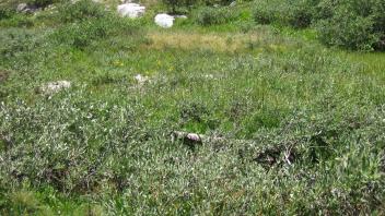 Lower Transect Right to Left Channel Across