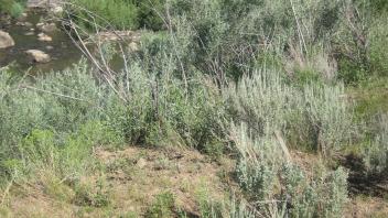 Lower meadow bank incision