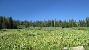 Lower meadow, looking upstream
