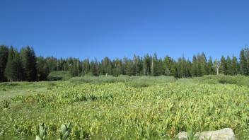Lower meadow, looking upstream