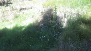 Lower meadow, third headcut, 4 feet, moderately stable