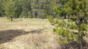 Lower transect (river left)