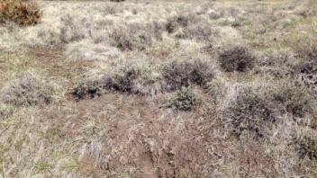 Lower transect (river left)