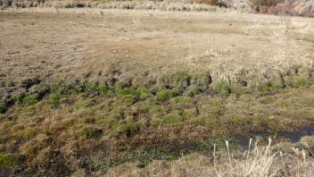 Lower vegetation transect - left to right of channel