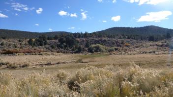 Lower vegetation transect - left to right