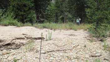 Main Channel Looking at Meadow