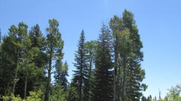 Mature Aspen (mid meadow, East side)