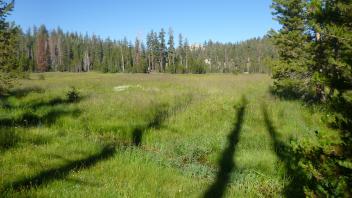 Meadow Overview from Bottom