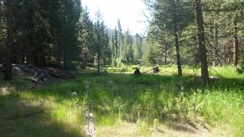 Meadow Overview