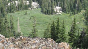 Meadow from above, zoomed in