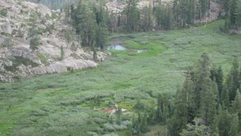 Meadow from above, zoomed in