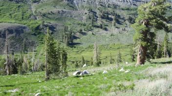 Meadow from above