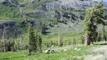 Meadow from above
