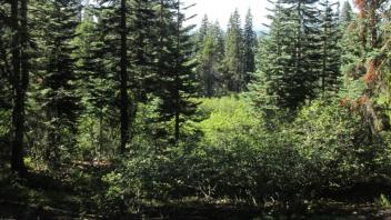 Mid Meadow Down Slope