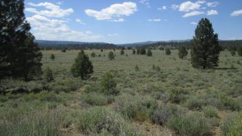 Mid meadow, showing sage cover