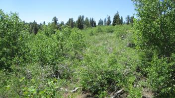 Middle "meadow" looking south, showing non-meadow vegetation