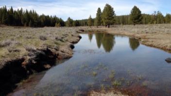 Middle Transect (downstream)
