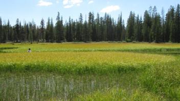 Middle Transect (left to right)