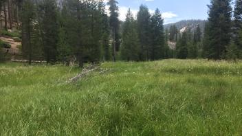 Middle Transect Channel (downstream)