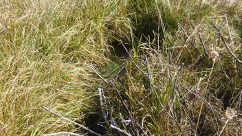 Middle Transect Channel (downstream)